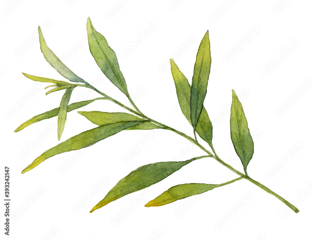 Fototapeta premium Green branch in watercolor. Hand drawn illustration. Isolated on white background.