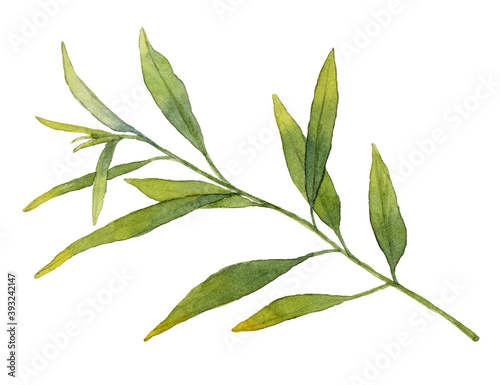 Green branch in watercolor. Hand drawn illustration. Isolated on white background.