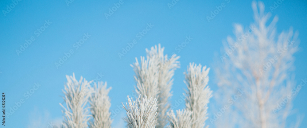 frozen tree branch close-up. frost on plants. winter landscape: the snow on the nature