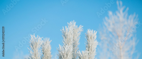 frozen tree branch close-up. frost on plants. winter landscape: the snow on the nature