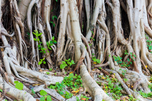 Tree roots with green leaves on the ground.