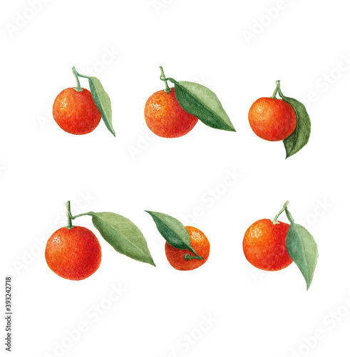 Fototapeta Naklejka Na Ścianę i Meble -  Tangerine fruit set with leaves. Orange citrus tree. Mandarine with leaves. Hand drawn watercolor illustration isolated on white background.