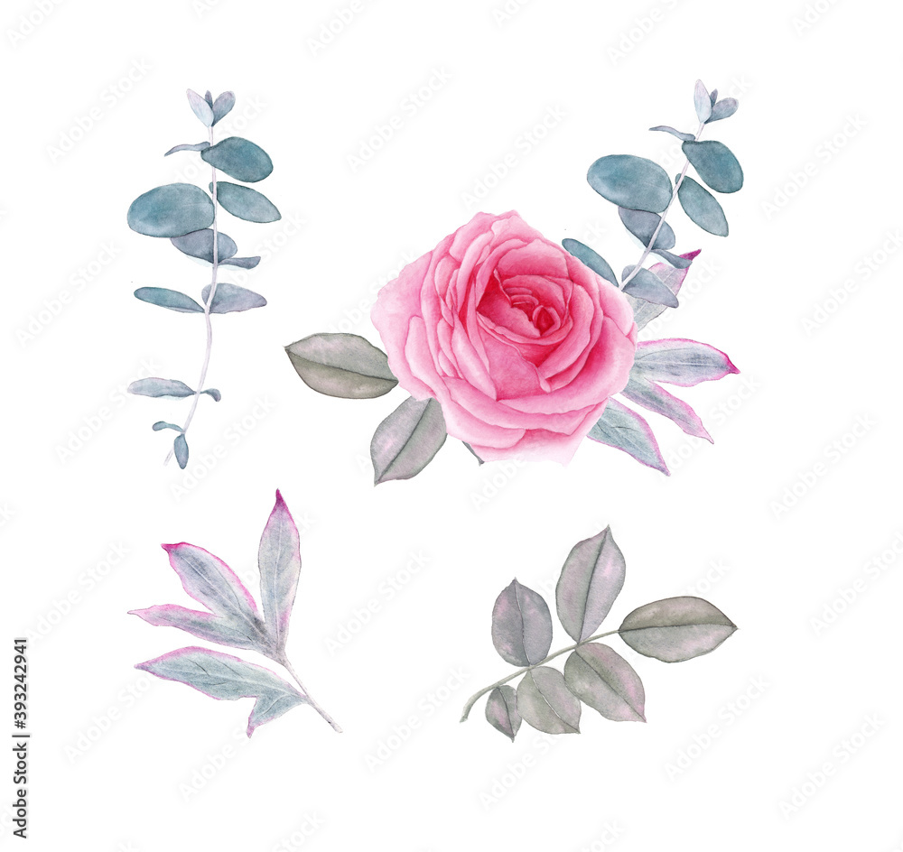 Watercolor set romantic flowers and leaves, isolated on white background. Roses, peony, eucalyptus silver dollar.