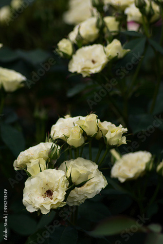 white rose in the garden