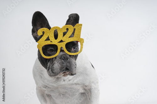 Cute little bulldog wearing a 2021 glasses