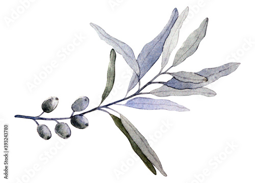 Silverberry or wolf-willow (Elaeagnus commutata). Twig with leaves and drupes. Watercolor illustration isolated on white background. photo