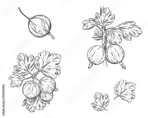 Hand drawn sketch black and white set of gooseberry branch, leaf and berry. vector illustration. Dewberry. Elements in graphic style label, card, sticker, menu, package, poster.