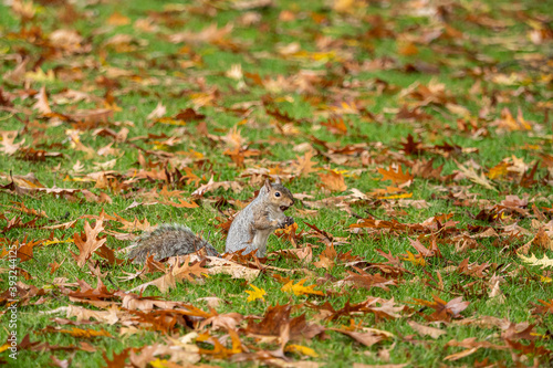 one cute grey squirrel eating on nut holding on its paws on the grasses filled with orange leaves