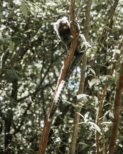 Common marmoset Sagui monkey sitting on the top of branch eating a banana in a tropical forest in Pipa, Brazil. With an out of focus green background