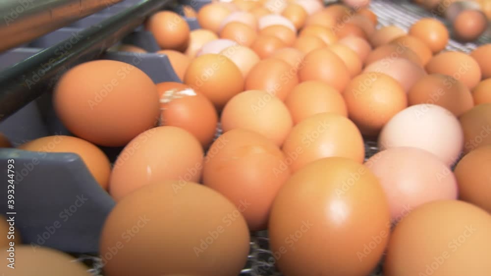 At the poultry farm, chicken eggs go on the conveyor At the poultry farm, chicken eggs go on the conveyor