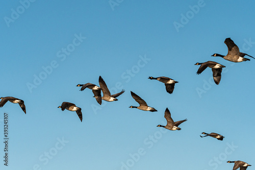 a flock of Canada geese in formation flew overhead under the blue sky on a sunny morning 