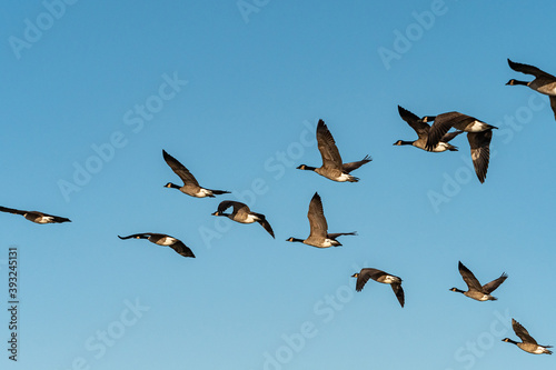 a flock of Canada geese in formation flew overhead under the blue sky on a sunny morning 
