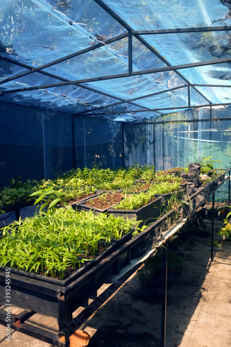 Greenhouse with cultivation of several plants