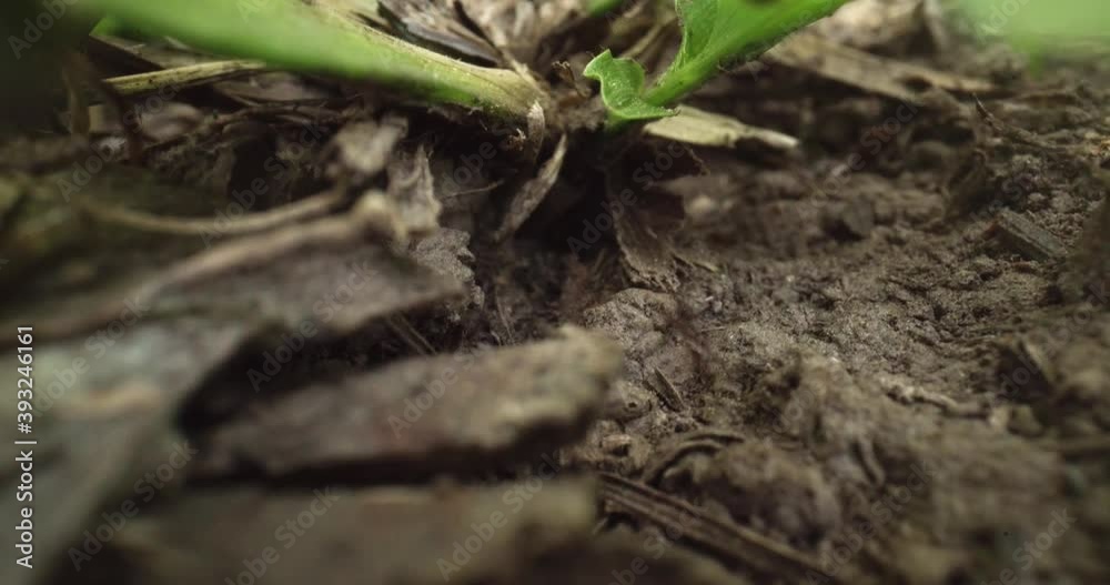 macro shot of ants, wide shot. macro shot of ants, wide shot.