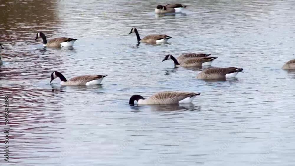 Canada Geese Bird Wading in Water Duck Pond. Static Wildlife Shot Canada Geese Bird Wading in Water Duck Pond. Static Wildlife Shot