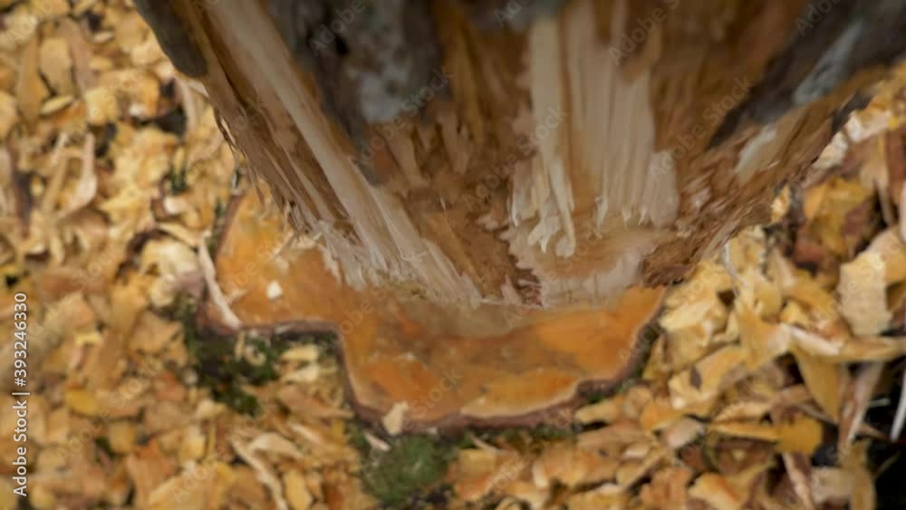 Tree log recently chewed by a Beaver about to drop - Overhead push in shot