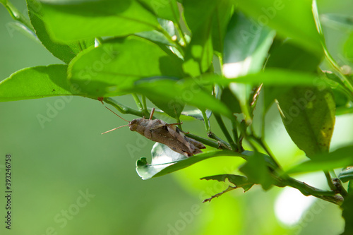 Omocestus viridulus, Common Green Grasshopper, Grasshopper photo