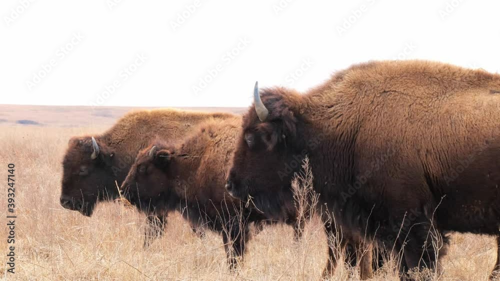 American Bison herd, bison bison, with three of the wild animals in the tall grass of a midwest prairie. Hand held closeup clip in evening light. American Bison herd, bison bison, with three of the wild animals in the tall grass of a midwest prairie. Hand held closeup clip in evening light.