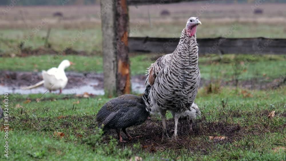 Adult grey Guinea fowl with Chicks on free grazing in the countryside against a leaning wooden fence. Breeding of dietary poultry in natural conditions in the open space. Beautiful autumn scene Adult grey Guinea fowl with Chicks on free grazing in the countryside against a leaning wooden fence. Breeding of dietary poultry in natural conditions in the open space. Beautiful autumn scene