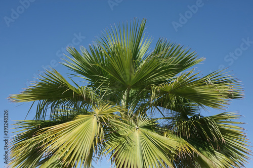 Low angle view of the top of a big native California fan palm tree under a bright blue autumn sky