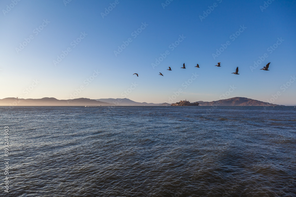 Birds swinging over famous island in San Francisco
