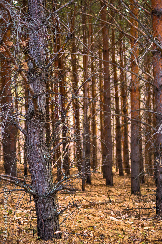 Fototapeta premium forest in autumn
