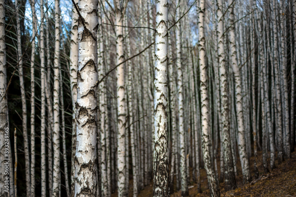 forest in autumn