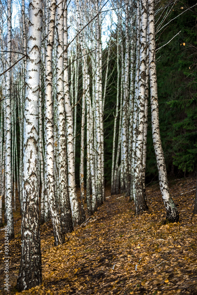 Fototapeta premium forest in autumn
