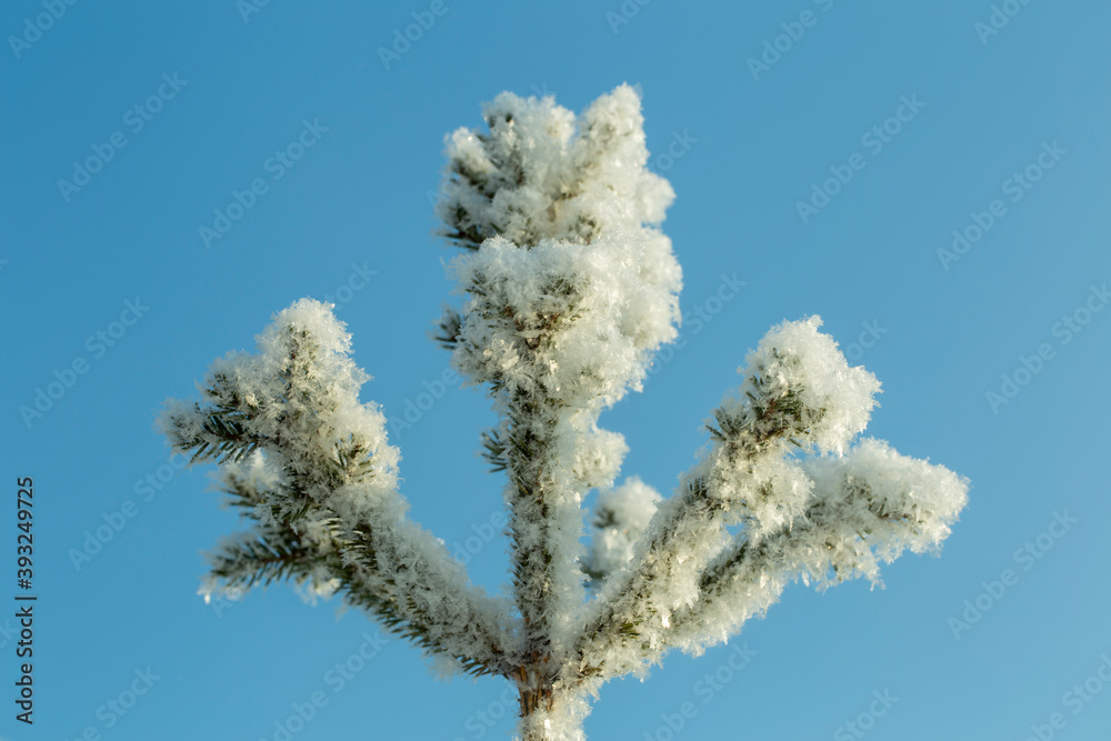 tree branches covered with frost against the blue sky tree branches covered with frost against the blue sky