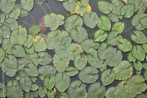 plantas acuaticas loto