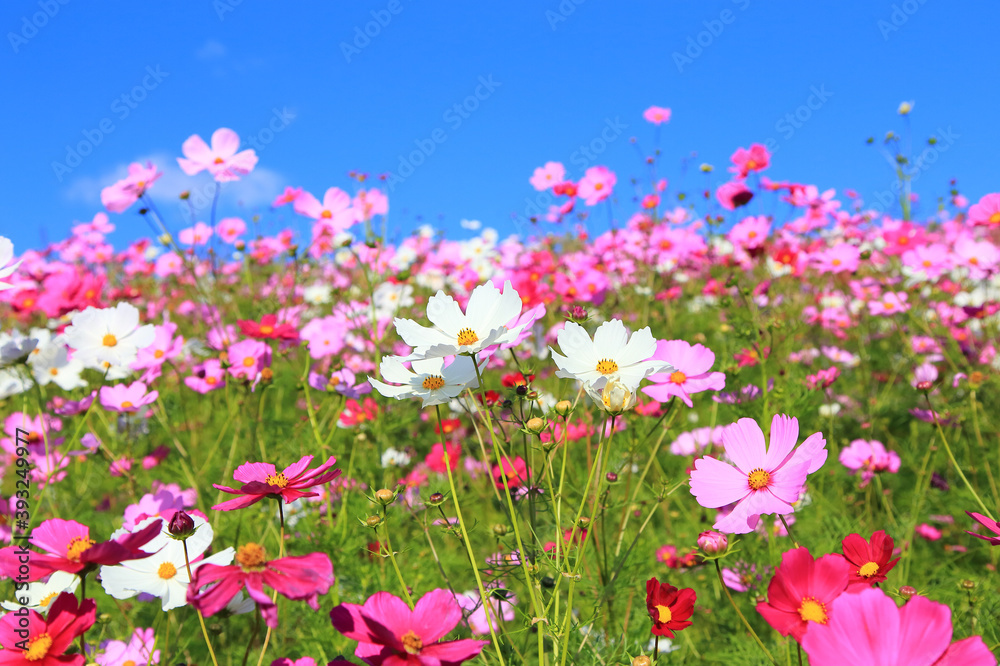 cosmos flower against blue sky