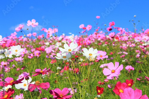 cosmos flower against blue sky © takadahirohito