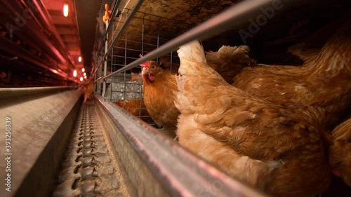 In the chicken coop, chickens sit in cages, eggs go by on the conveyor belt