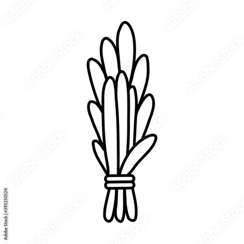 Sage smudge stick hand-drawn doodle flat isolated icon. Vector stock plant leaves image. White sage herb bundle