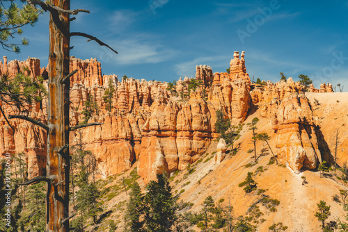 Orange sandstone spires sculpted by the forces of nature in Bryce Canyon National Park, beautiful blue sky background