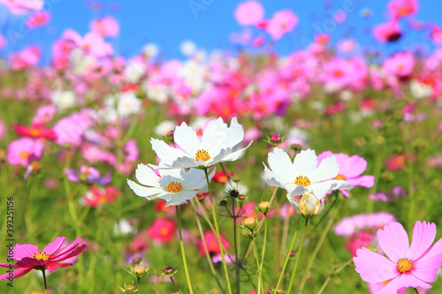 cosmos flower in full bloom © takadahirohito