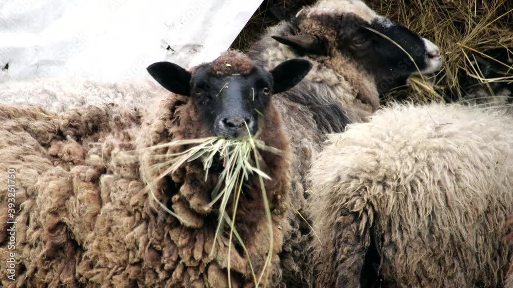 Fluffy brown sheep chew dry hay from a stack. Farm animals feed on natural food. Tohumans with sheep