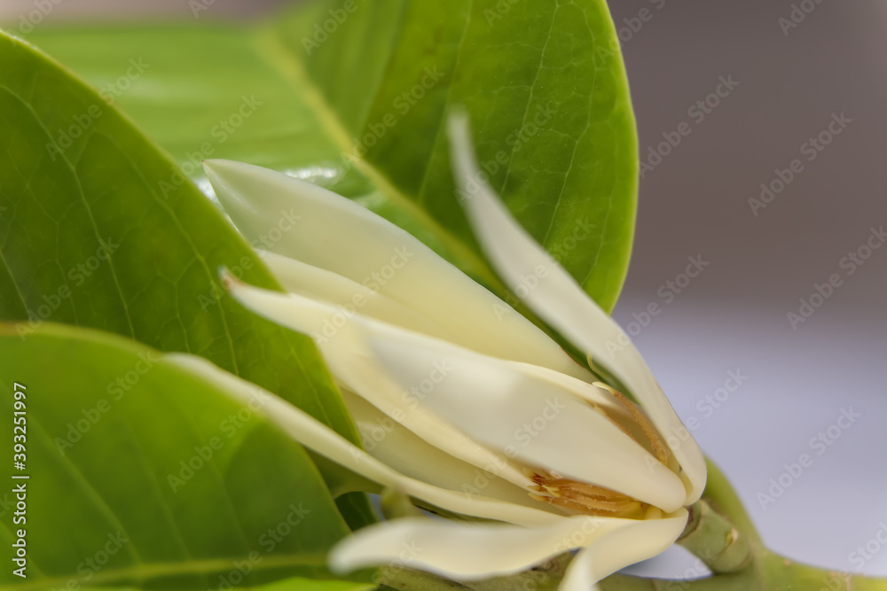 White Magnolia champaca are blooming White Magnolia champaca are blooming
