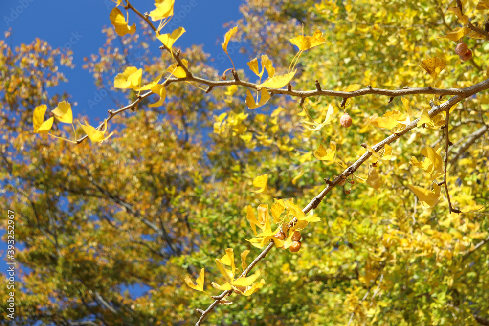 イエロー 紅葉 秋 銀杏 イチョウ イエロー 紅葉 秋 銀杏 イチョウ