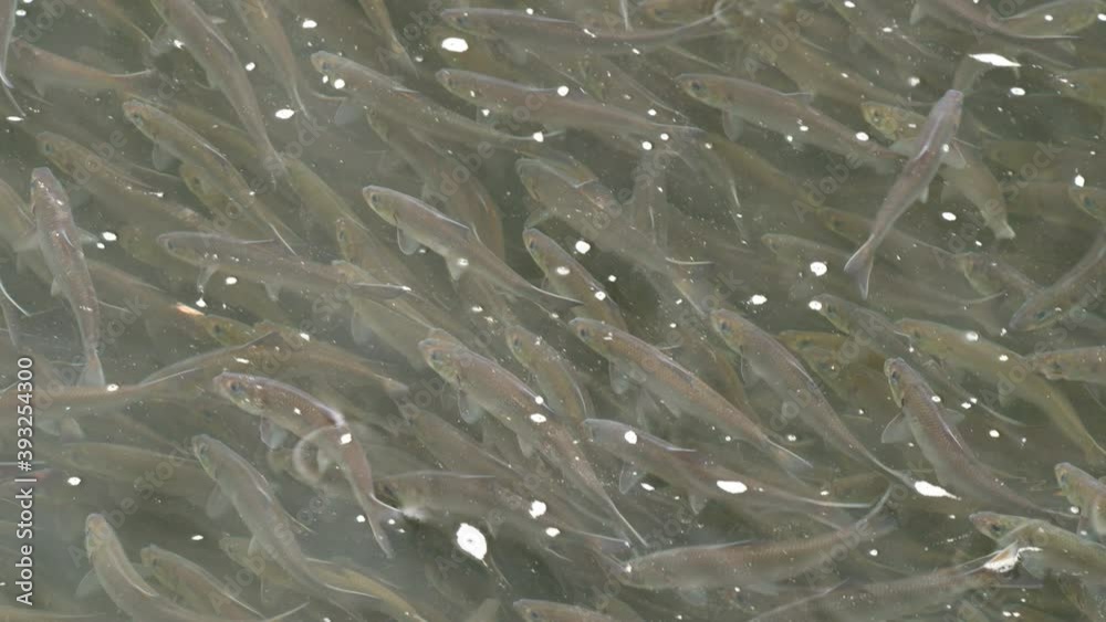 Mesmerizing shot of thousands alewives resting in river before migrating to lake Mesmerizing shot of thousands alewives resting in river before migrating to lake