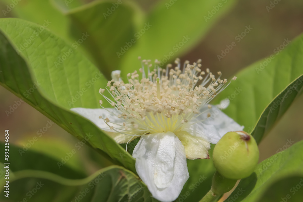 Psidium guajava Linn flower are blooming Psidium guajava Linn flower are blooming