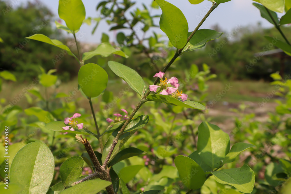 Malpighia emarginata flower are blooming in the garden and green leaf