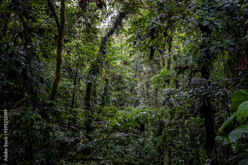 Beautiful view of the magnificent Costa Rica Rainforest trees and Fauna © Gian