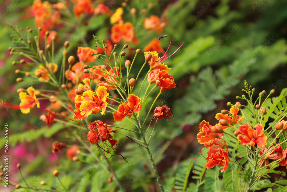 red Caesalpinia pulcherrima flower are blooming red Caesalpinia pulcherrima flower are blooming