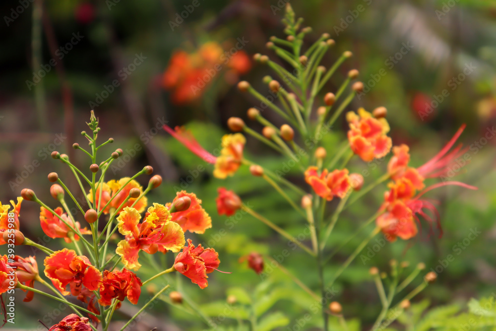 red Caesalpinia pulcherrima flower are blooming red Caesalpinia pulcherrima flower are blooming