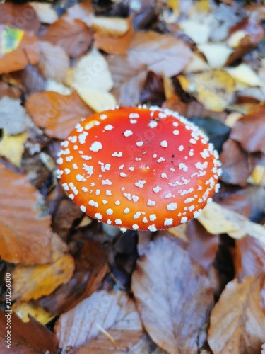 a fly agaric growing between the leaves
