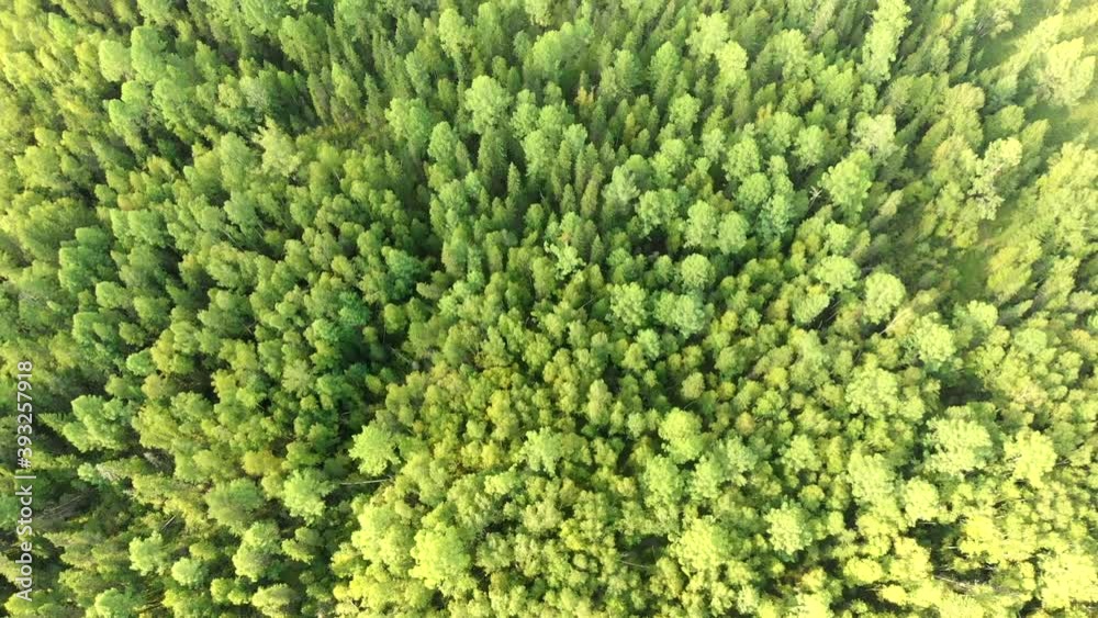 Aerial flying over a green grove with conifers trees. Amazing top view from drone of forest landscape. The camera tilt down of summer park and nature.