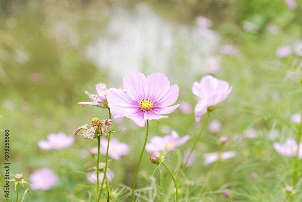 A light purple Sonata flower blooms in the early autumn A light purple Sonata flower blooms in the early autumn