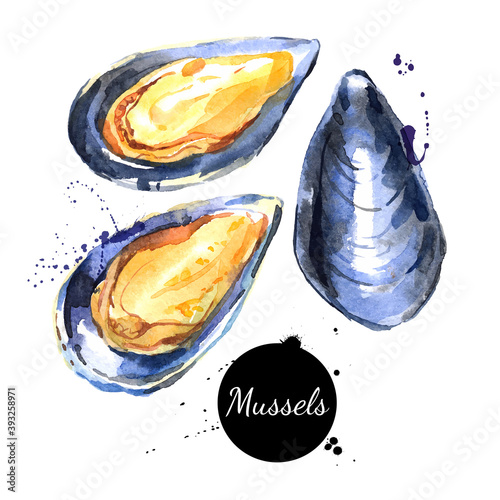 Watercolor hand drawn fresh mussels. Isolated organic natural vector illustration on white background