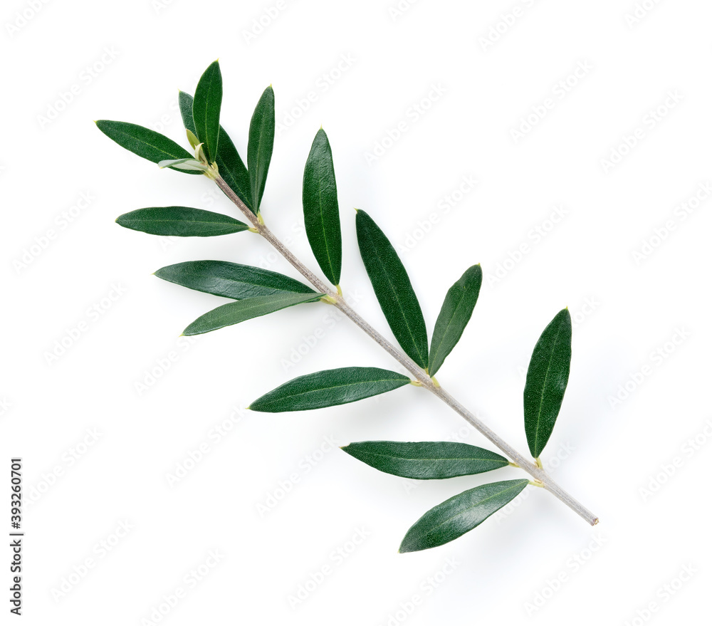 Olive branches placed on a white background